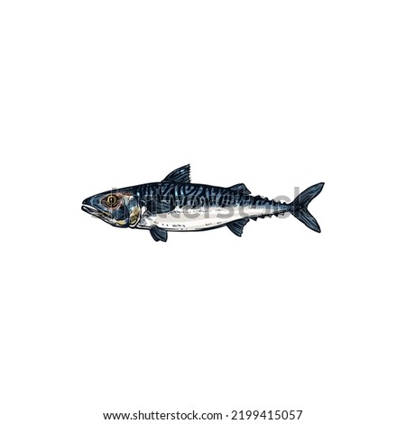 Pelagic fish, Short indian mackerel isolated realistic sketch. Vector specie of pelagic fish, Scombridae. Underwater animal, fishing sport trophy, fishery mascot. Atlantic chub Wahoo scombrid fish