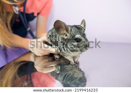 Veterinarian examining cute chinchilla with stethoscope, pet care concept. Cute chinchilla at the veterinary clinic.