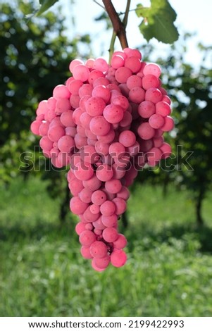 Ripe grapes in Italy. bunch of pink grapes close up. Pink grapes on a green background. Italian pink grapes on a plantation copy space.