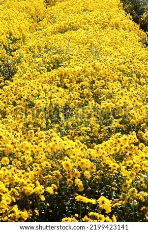 yellow Chrysanthemum flowers in plantation