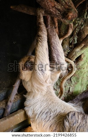 Close-up of a three toed sloth
