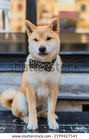 Shiba inu waiting with bow tie sitting in city center in front of a shop