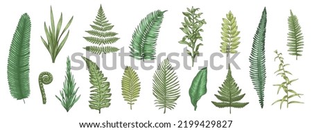 Fern leaves sketch. Forest plants colored hand drawn decorative design elements for invitation and greeting cards, herbal collection. Vector botanical set. Tropical natural summertime foliage Royalty-Free Stock Photo #2199429827