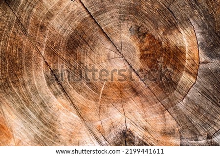 Wood texture. Tree in section. Wood. Log. The structure of wood.