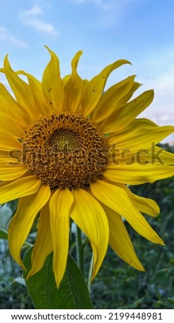sunflower in the garden under the sun