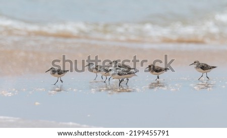 Sanderlings walking on shallow water
