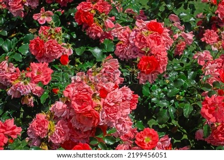 Bush tree bud of pink roses blooming flowers in park in garden in summer in sun light during sunny day as natural botanical floral wallpaper background, nature in Lazienki park in Warsaw, Poland