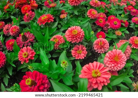 Zinnia elegans, Zinnia violacea blooming pink red orange flower in garden flower bed close up as natural botanical floral wallpaper backdrop background pattern nature Royalty-Free Stock Photo #2199465421