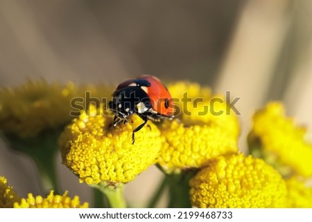 A macro of a little red ladybird in the sun's rays on a yellow flower.