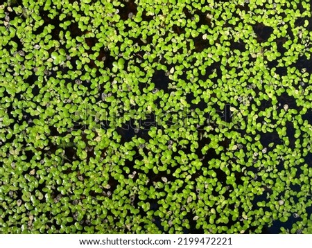 The water surface of a pond is covered with green duckweed