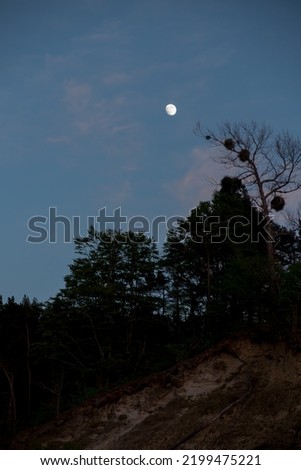 The moon in an almost sunny sky above the trees as a background.