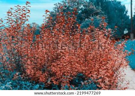 Orange autumn leaves on a bush, and teal-blue trees