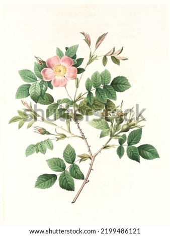 
Rosaceae illustration hi-res stock photography and images for fabric and paper  Royalty-Free Stock Photo #2199486121