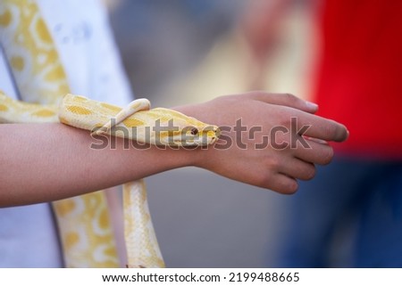 An albino python on a child's neck. The python's head is resting on his arm. Fragment. Close-up.                               