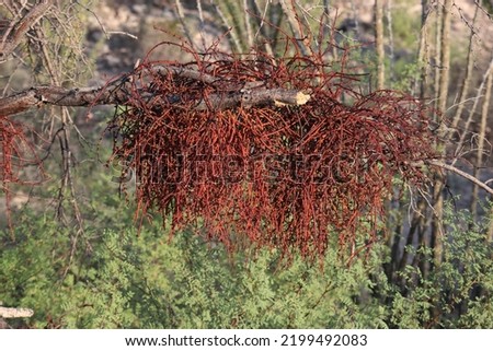 Desert Mistletoe closeup focused on red capillary branches.