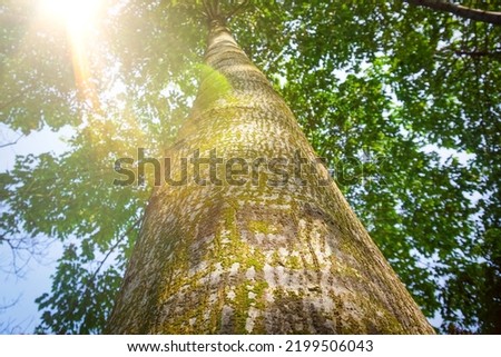 photo up to the tree top shot from below. summer forest bottom view - vivid green rich, lush foliage in the morning. 