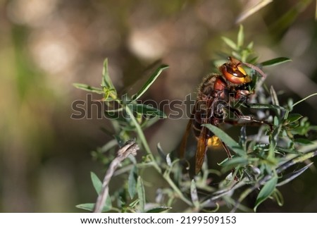 A hornet (vespa) hides in the bushes in the shade. The sun shines in the background.