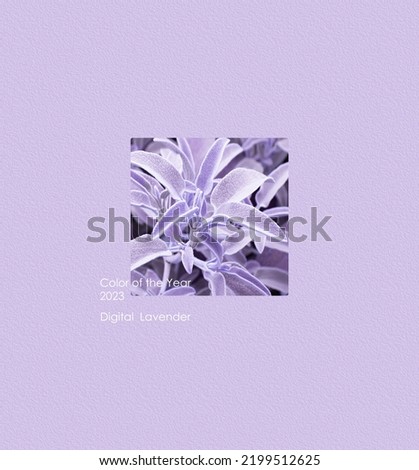 Photo of plant in the colour of the year 2023 digital lavender. Background of 2023. Color concept. Text Color of the year 2023 Digital Lavender  Royalty-Free Stock Photo #2199512625