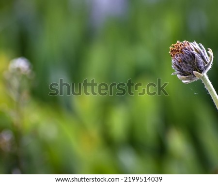 Flower bud with space for text in the middle and left side of the picture.