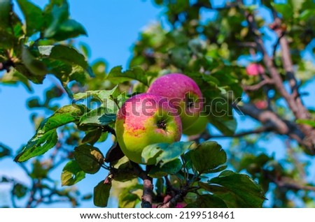red green apples on a branch