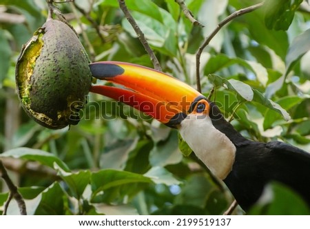Toucan enjoying an avocado in the backyard