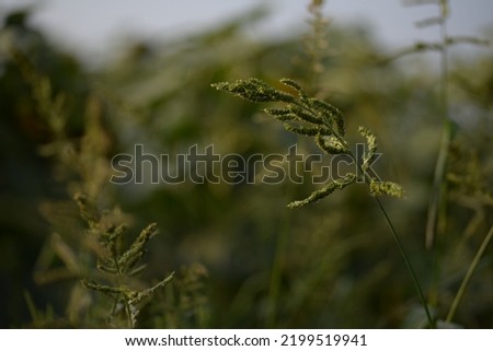 green meadow spikelets of cereals plan field photophone banner, green background of spikelets field summer wild meadow, natural nature, environment, sustainable development, natural nature green color