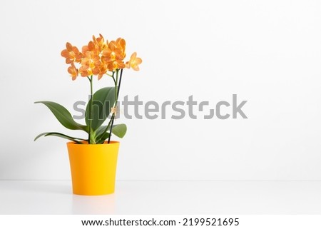 Beautiful orange orchid in pot on white background. Orange orchid flowers bouquet on white table. Royalty-Free Stock Photo #2199521695