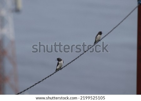Nature wildlife White-breasted Woodswallows or Artamus leucorynchus standing on electric wire.  They belong to the family Artamidae.