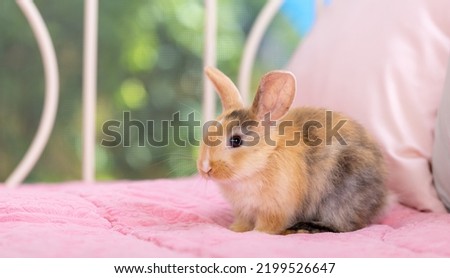 Healthy baby bunny easter rabbit relaxing in living room with flowers garden bokeh background.Fluffy baby rabbit, lovely mammal with beautiful bright eyes in nature life. Animal easter symbol concept.