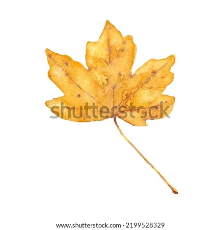 Watercolor autumn yellow maple leaf. Isolated hand drawn illustration on white background.