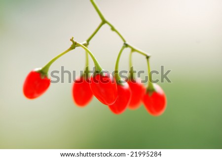 Bittersweet berries with shallow depth of field