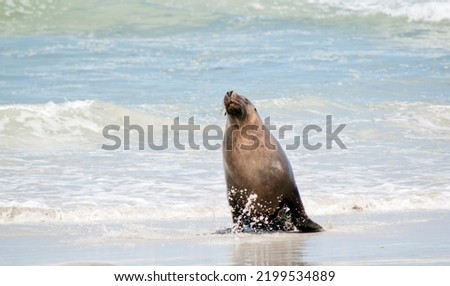 the male sea lion has just returned from the sea