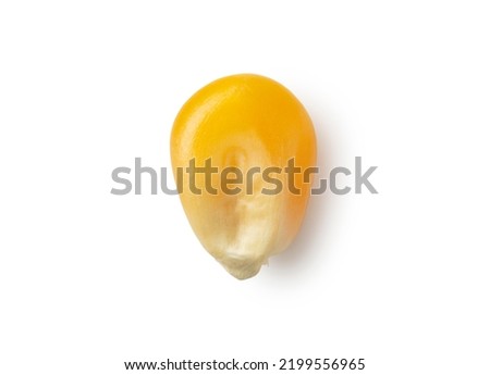 One dried corn kernel placed on a white background. Corn for popcorn. View from above. Royalty-Free Stock Photo #2199556965
