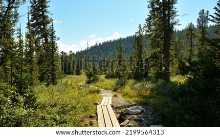 Wooden platforms made of boards laid along a path through a coniferous forest in the mountains. Natural park Ergaki, Krasnoyarsk region, Siberia, Russia.