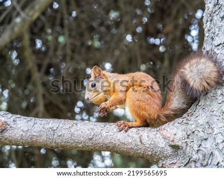 The squirrel with nut sits on tree in the winter or autumn. Eurasian red squirrel, Sciurus vulgaris. Portrait of a squirrel in winter.