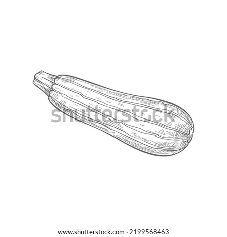 Zucchini vegetable isolated monochrome sketch. Vector vegetarian food, striped squash with stem, hand drawn icon. Courgette summer squash, baby marrow Cucurbita pepo, whole veggie zucchini Royalty-Free Stock Photo #2199568463
