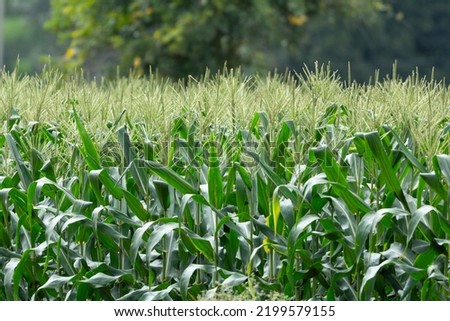 Big Maize farm field of Karnataka. Picture of corn plants with Tassel at the top. Ideal agriculture and farming picture for making websites, posters, etc. 