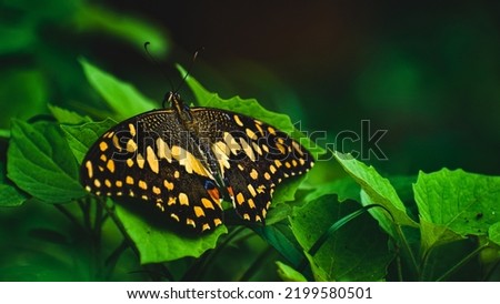Very detailed picture of swollowtail butterfly