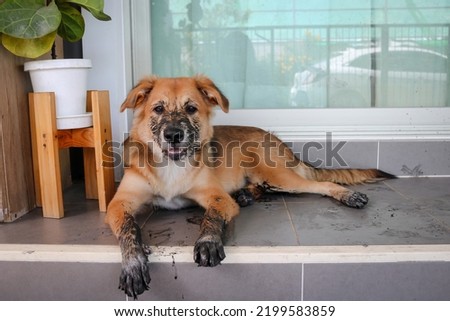 A young dog sit with dirty paws in front of a terrace and waits to enter the house. Royalty-Free Stock Photo #2199583859