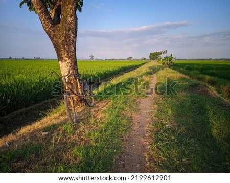 View of dirt road in rice field area with tree and bicycle,against blue sky background.
Location in Sukoharjo,Indonesia.
