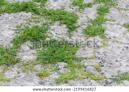 Bushes of common knotgrass with leaves covered with water drops, growing in cracks of the old wet concrete gravel pad during a rain
