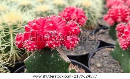 cactus photo, ready for designing purposes, pillow cover, bed cover, photos, decoration, interior, mural, wallpaper