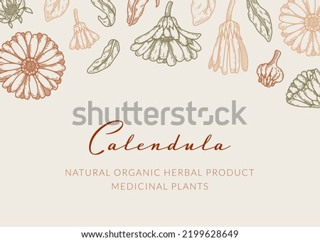 Calendula horizontal packaging design with hand drawn elements. Vector illustration in sketch style