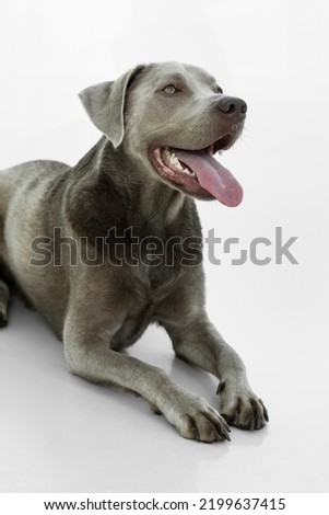 Grey labrador dog looking up with his tongue sticking out while looking joyful and happy and sitting in front of a white background showing his paws. Friendly pet, hungry dog concept, vertical shot