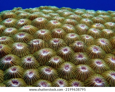 Diploastrea heliopora coral in a shallow reef Boracay Island Philippines