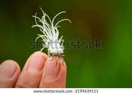 white insect sitting on fingers
Flatidae are a family of fulgoroid planthoppers.  Royalty-Free Stock Photo #2199639111