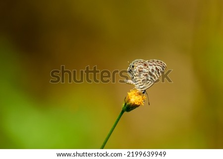 Small butterfly perching  on a flower.
Leptotes plinius, the zebra blue or plumbago blue. Slective focus. High quality photo