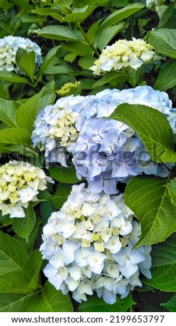 Hydrangea macrophylla flowers from Japan in blue and yellow are in bloom in spring  are beautiful for background and decoration