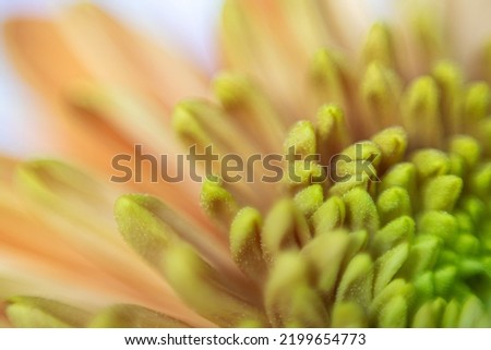 Close-up of the petals of a green yellow dahlia