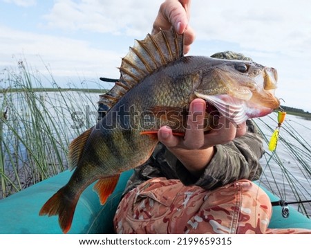 Trophy fishing. This European Perch (rivers perch) weighing 1.2 kilograms was caught spinning in the northern lake. Toothy mouth of a predatory fish Royalty-Free Stock Photo #2199659315
